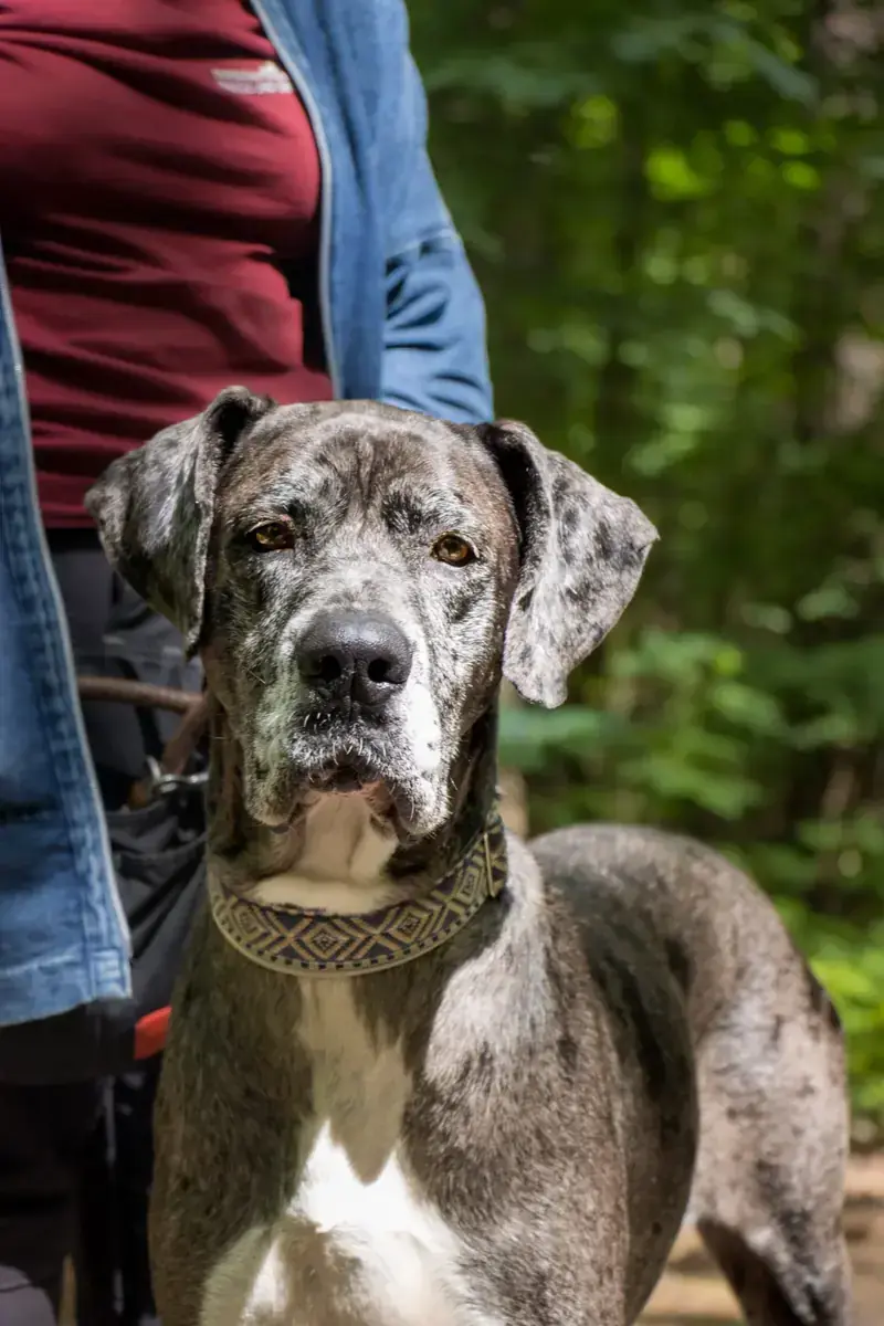Vanja - Deutsche Dogge - Bild 1