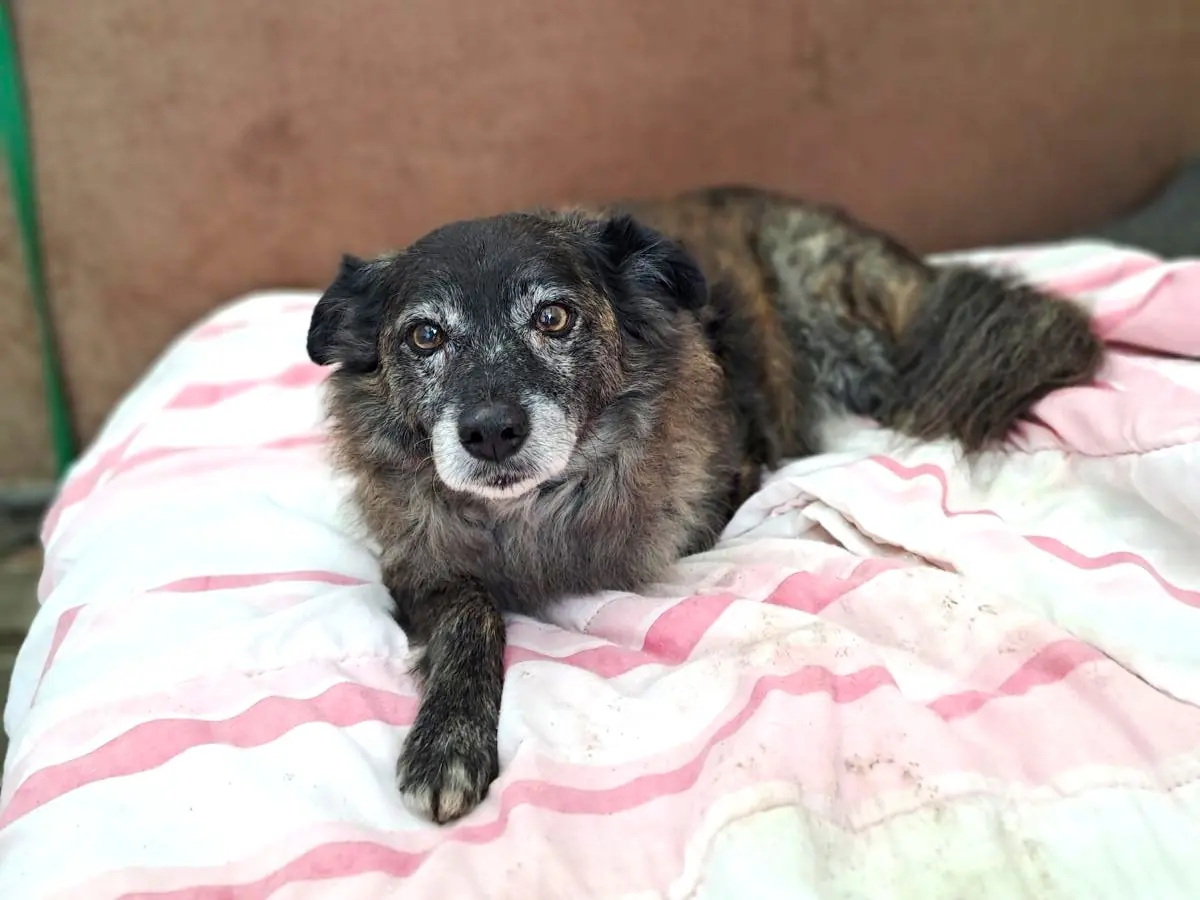 Merlin -  - Bild 3