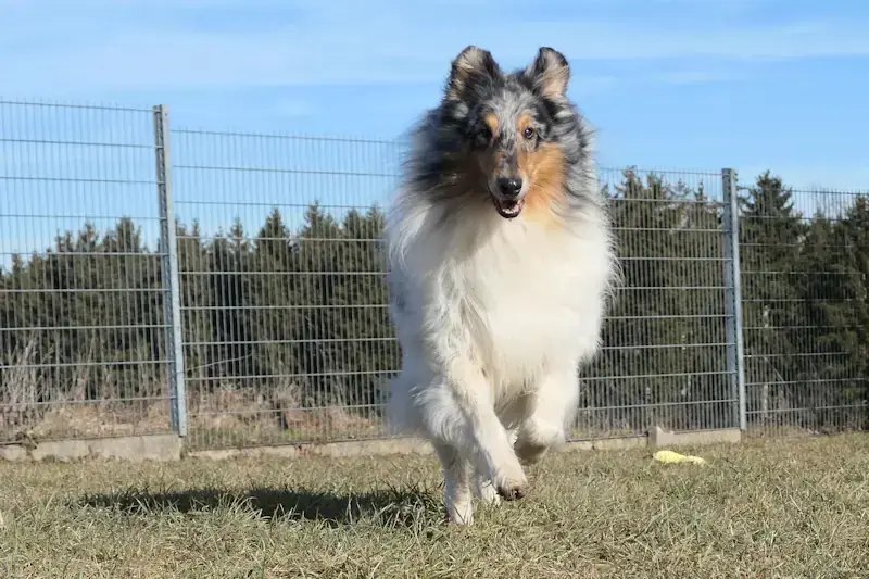 Collin - Border Collie - Bild 1
