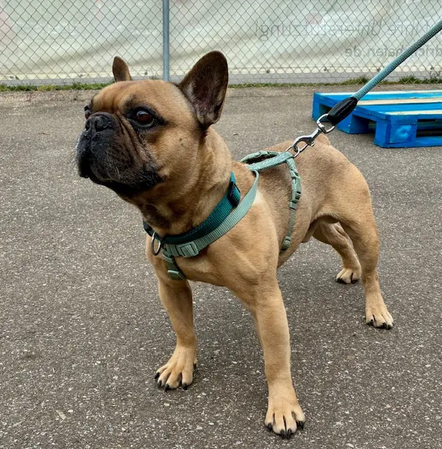 Benji -  - Bild 2