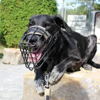 Neo - Labrador Retriever - Bild 3