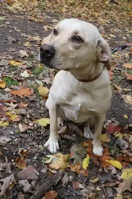 Lina – Labrador Retriever – Bild 5