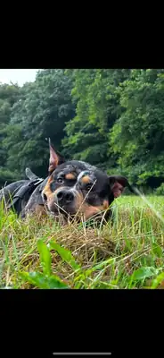 Columbia – Hund – Bild 3
