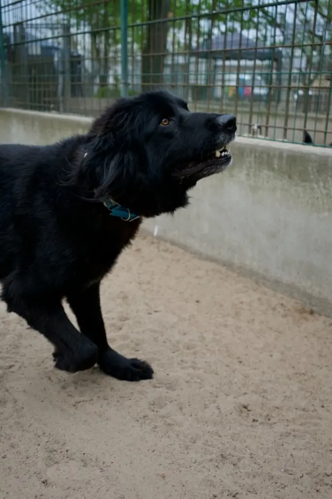 Benni -  - Bild 5