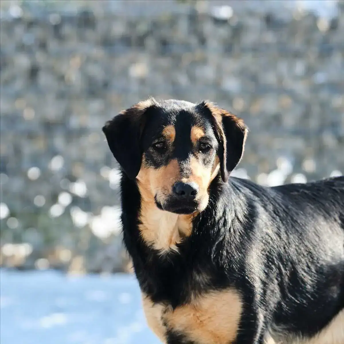 BELLA -  - Bild 1