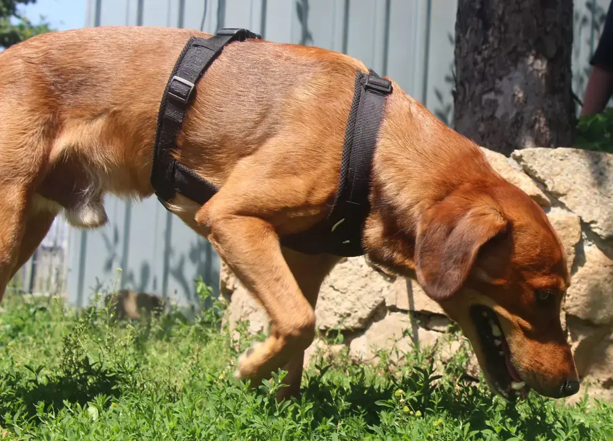 Hund Chase