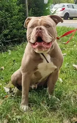 Dexter – Hund – Bild 3