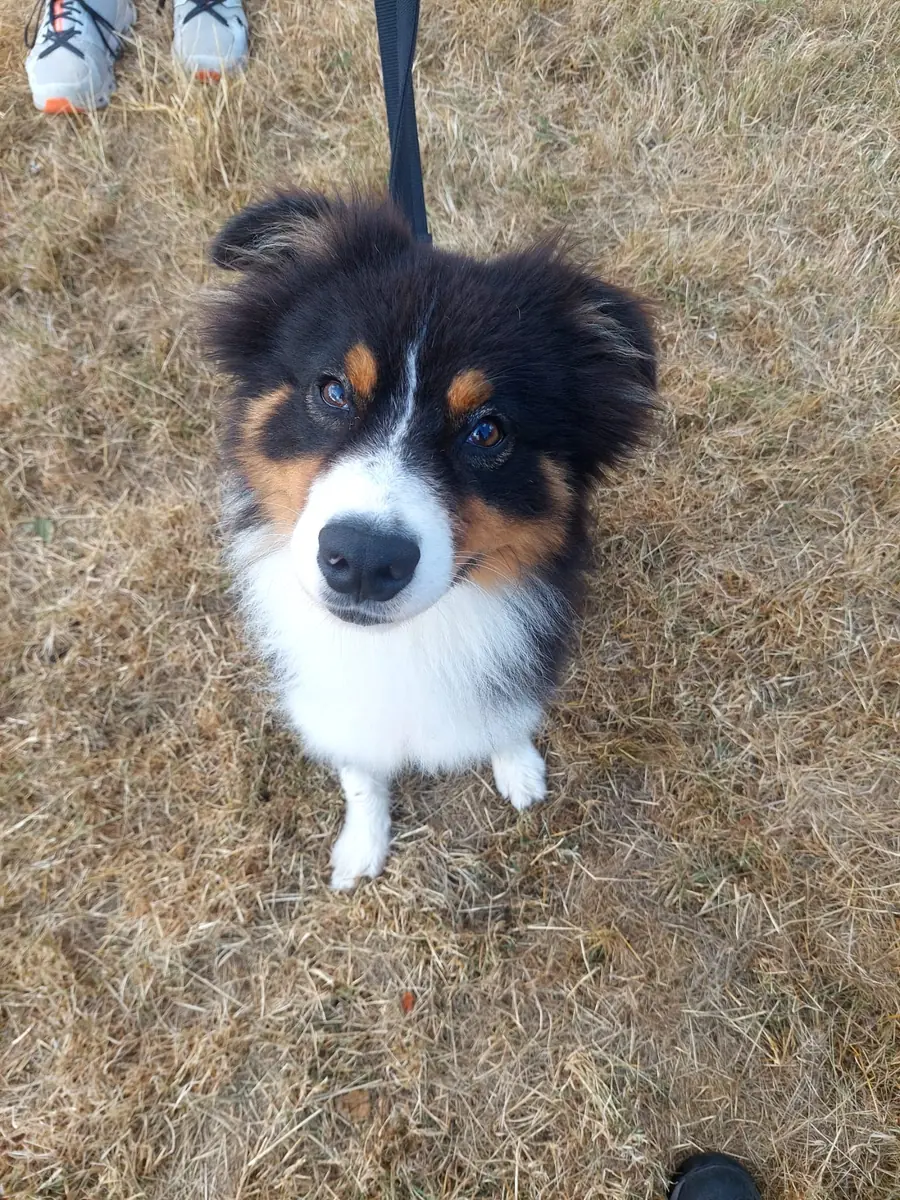 Hayato - Australian Shepherd - Bild 3