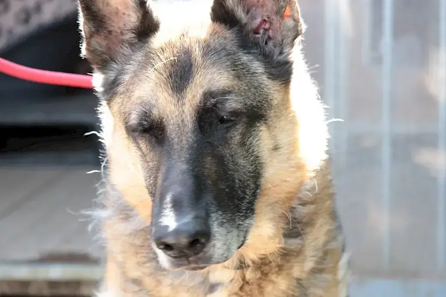 Henry - Deutscher Schäferhund - Bild 1