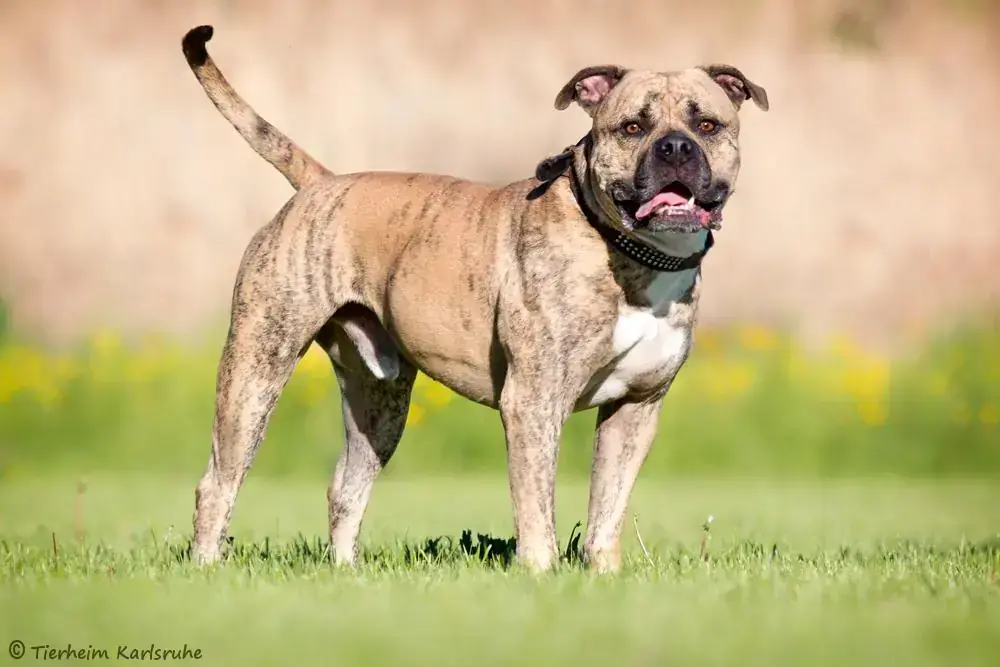 Boomer -  - Bild 3