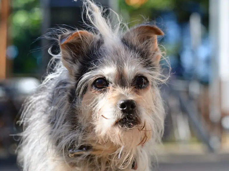 Flauschi -  - Bild 11