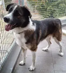 Französischer Vorstehhund, Typus Pyrenäen-Mix Lennart (Lenny)