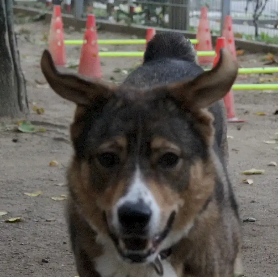 Amy - Deutscher Schäferhund - Bild 2
