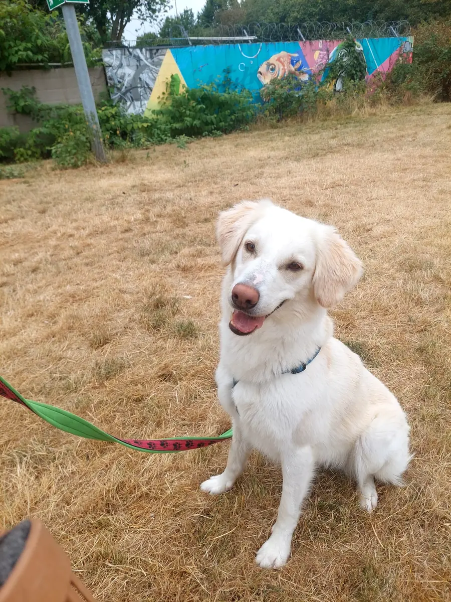 Baby - Golden Retriever - Bild 3