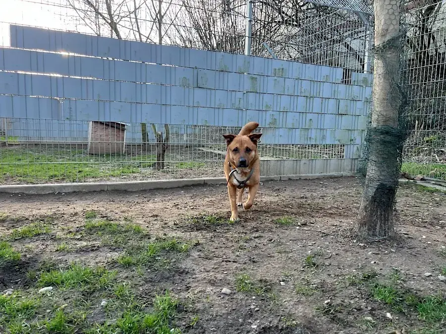 Rollo -  - Bild 6