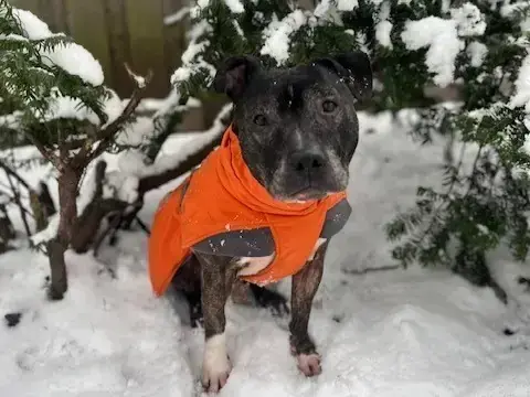 Schmidtke – American Staffordshire Terrier – Bild 3