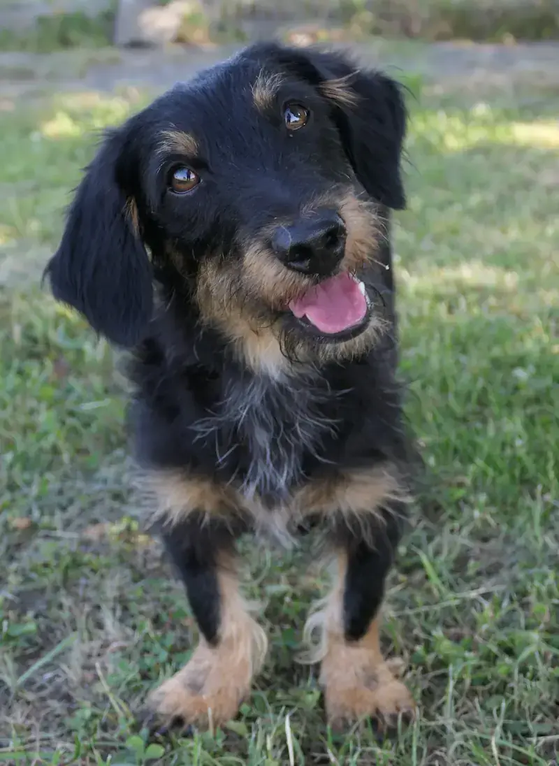 Pippin -  - Bild 2