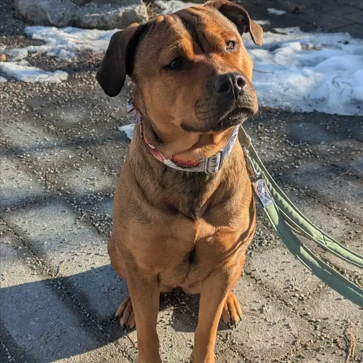 Rottweiler-Mix AKIRA