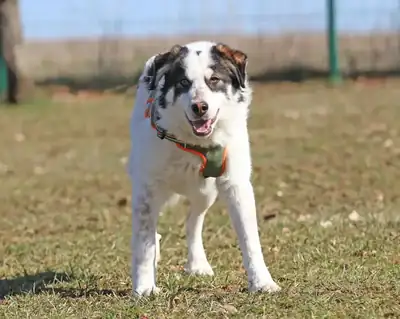 Merlin – Hund – Bild 6