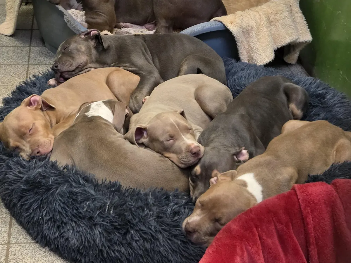 Lia - American Staffordshire Terrier - Bild 1