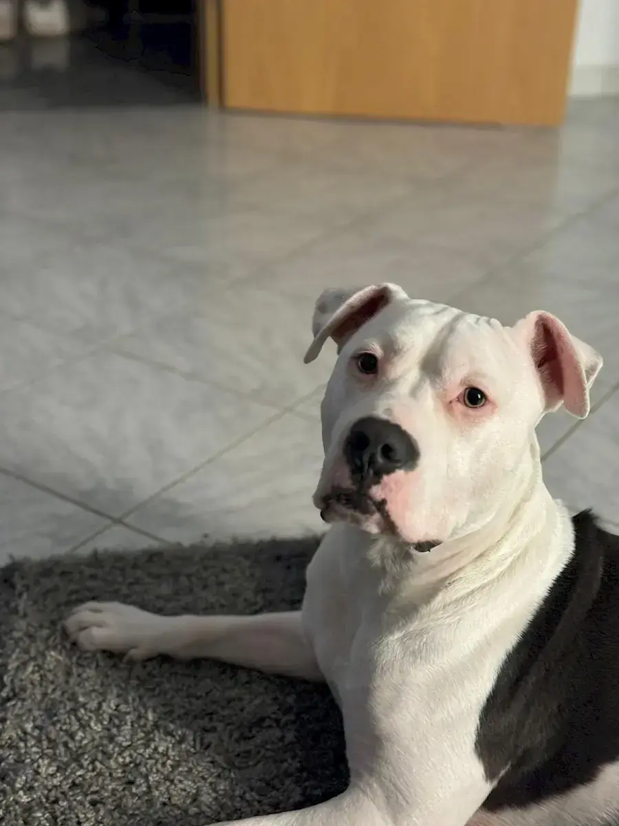Apollo - American Staffordshire Terrier - Bild 3