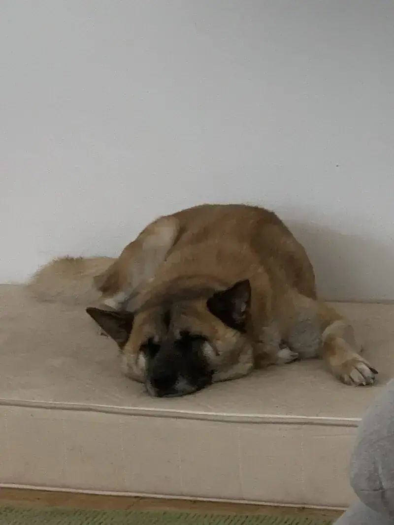 Rex -  - Bild 2