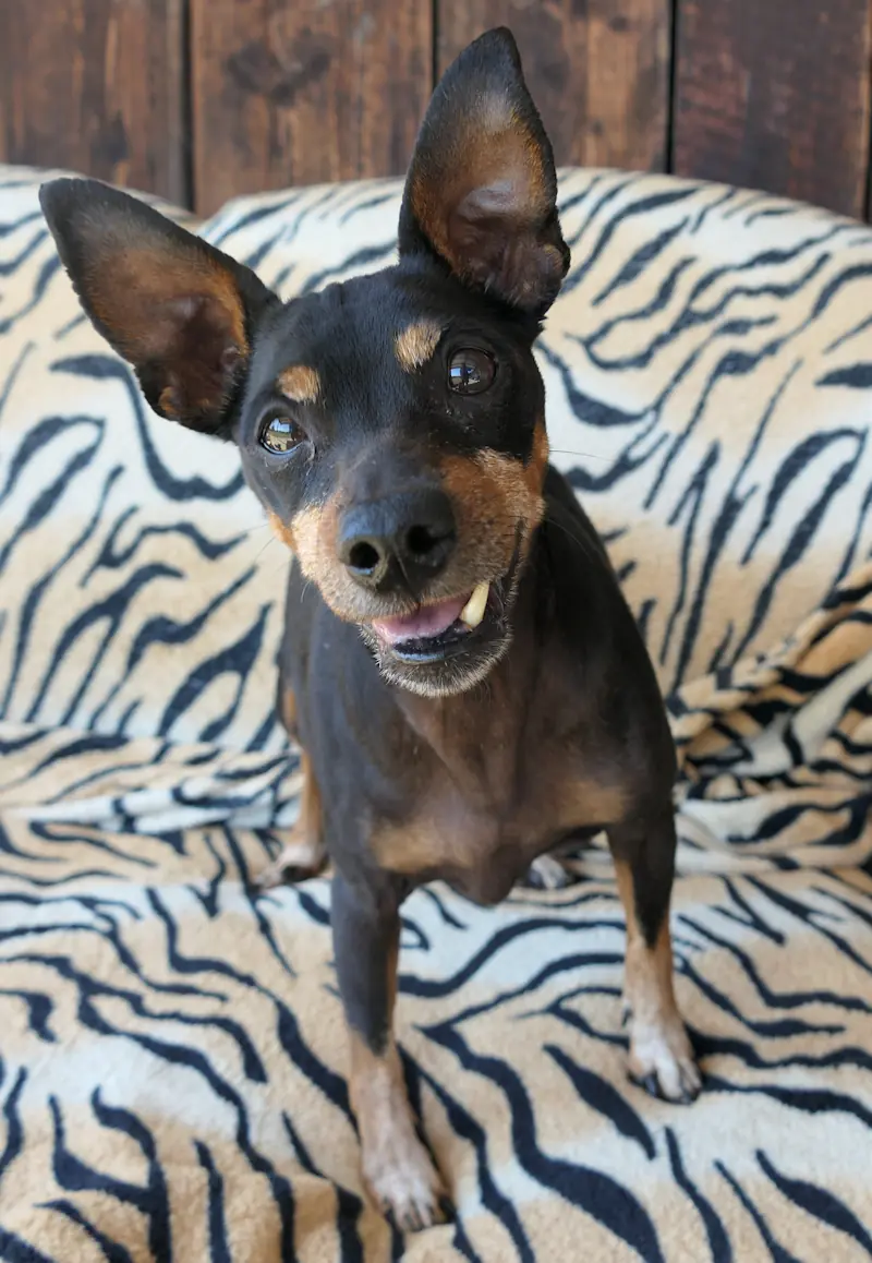 Lea - Zwergpinscher - Bild 1