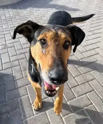 Lilly – Hund – Bild 9