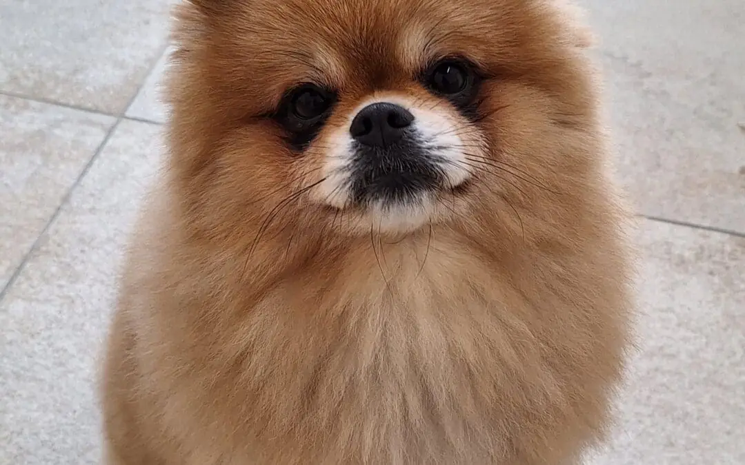 Simba -  - Bild 3