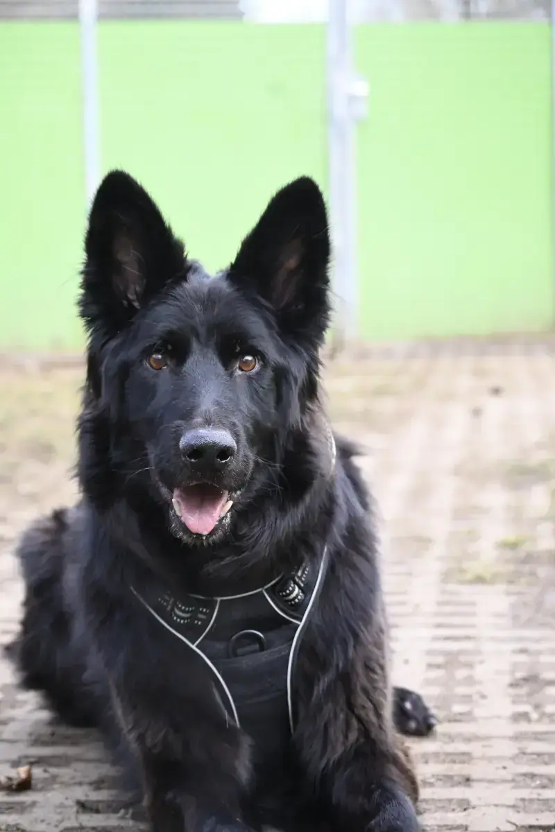 Wolly - Deutscher Schäferhund - Bild 8