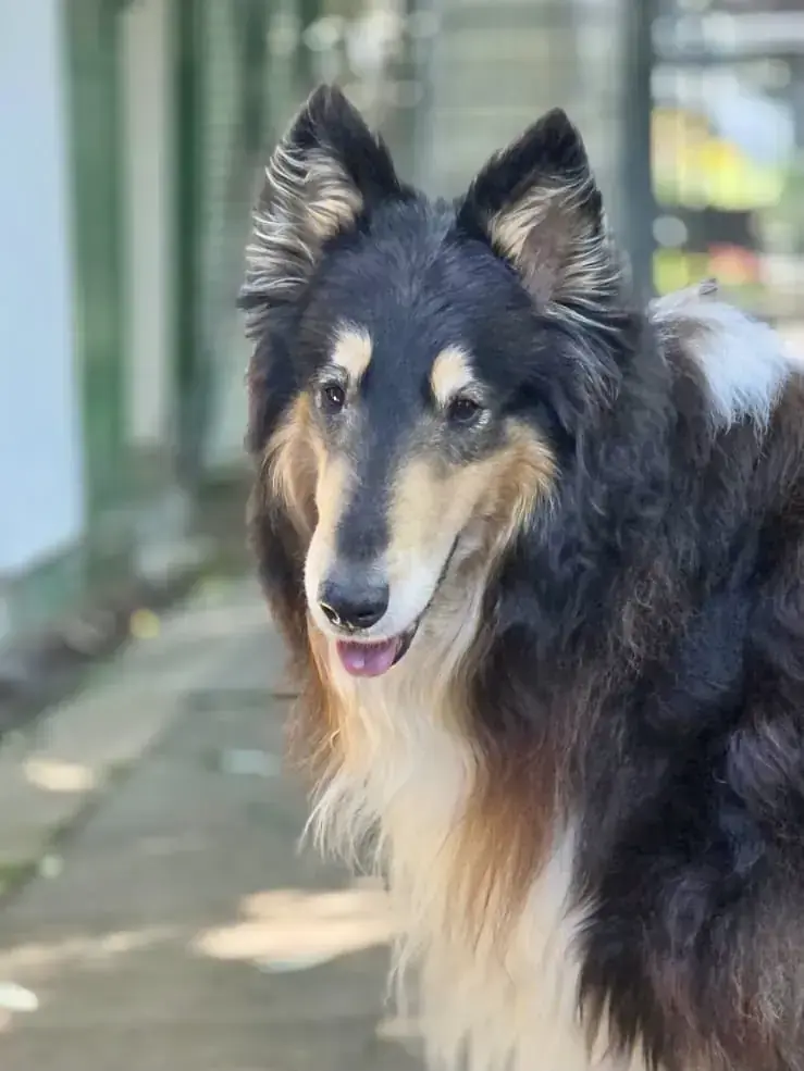 Fiete - Border Collie - Bild 3