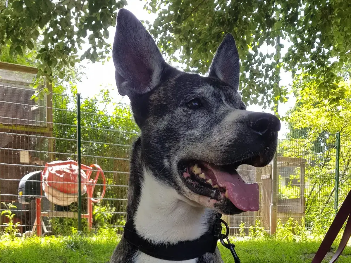 Bruno - Deutscher Schäferhund - Bild 2