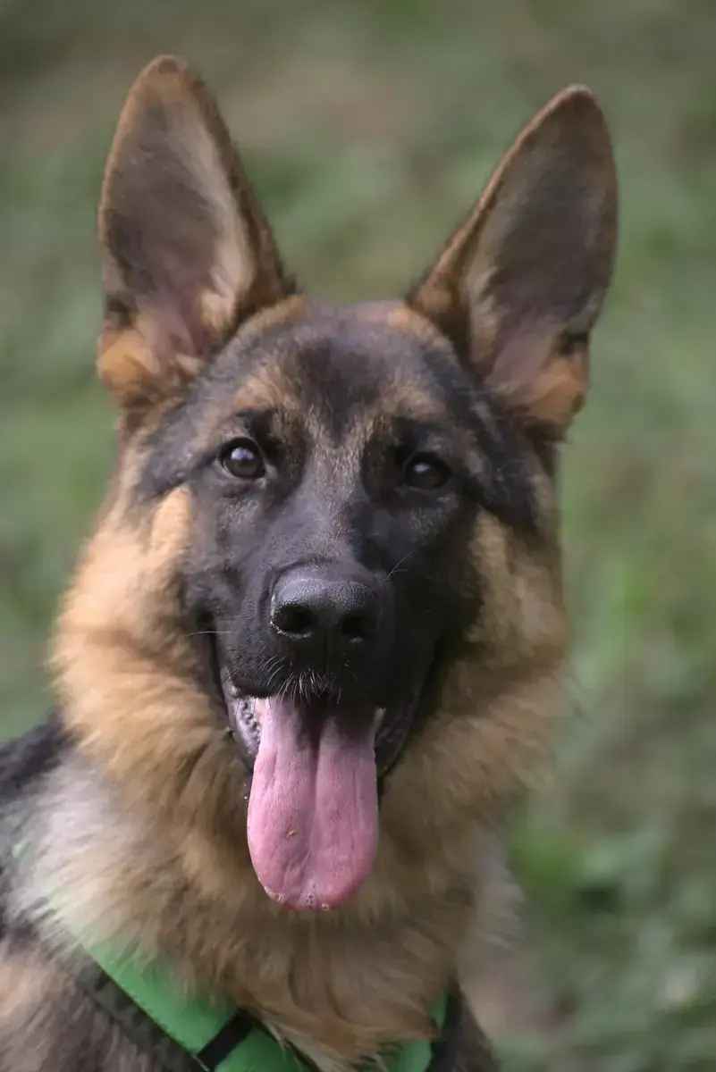 Stella - Deutscher Schäferhund - Bild 5