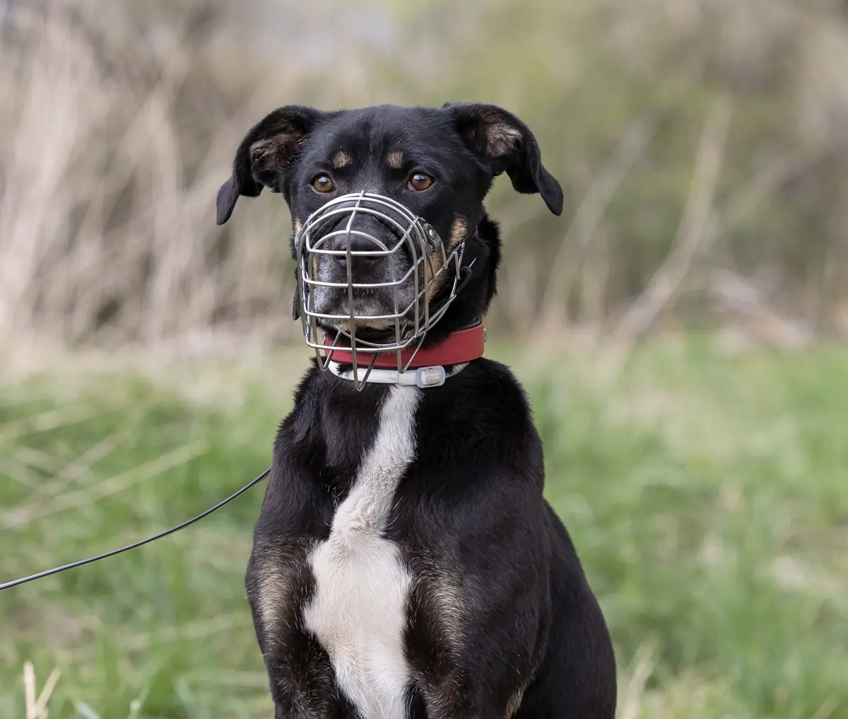 Crassus -  - Bild 1