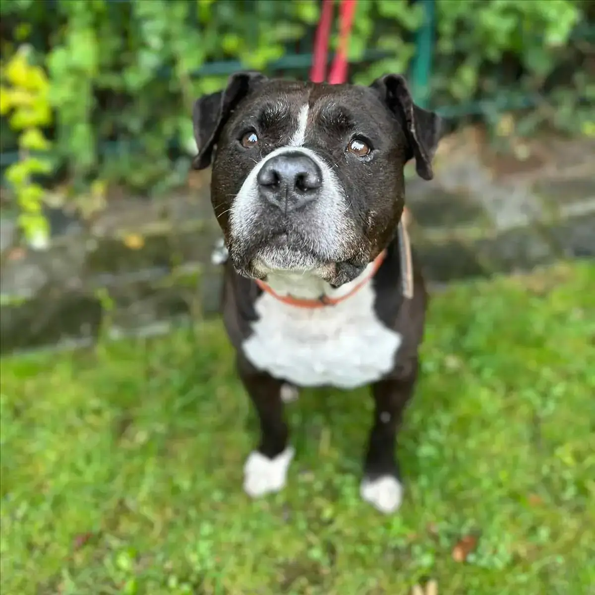 BERO - American Staffordshire Terrier - Bild 2
