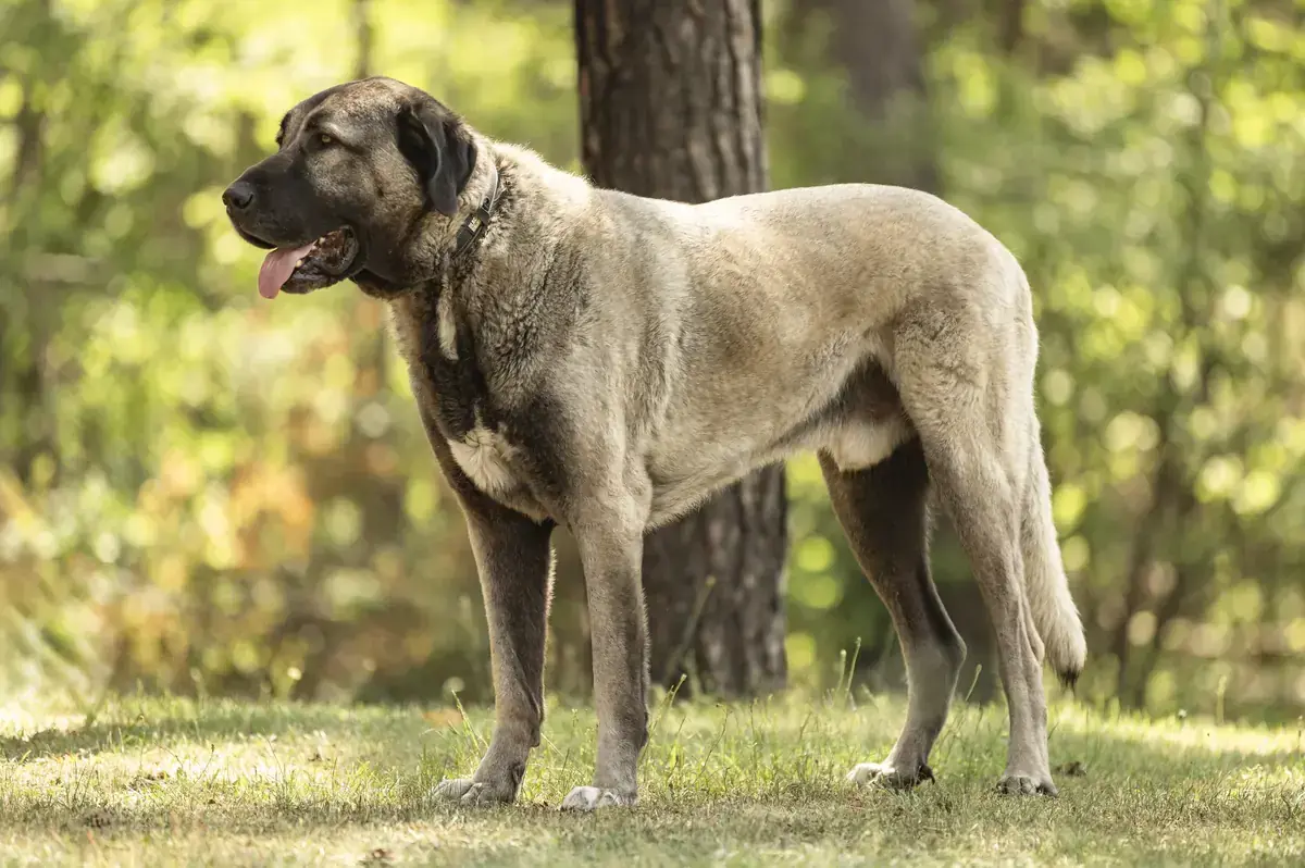 Bozo - Kangal-Hirtenhund - Bild 2