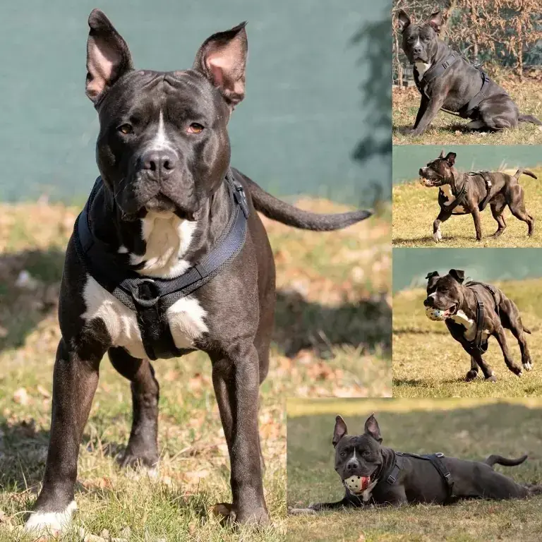 Hund Fritz