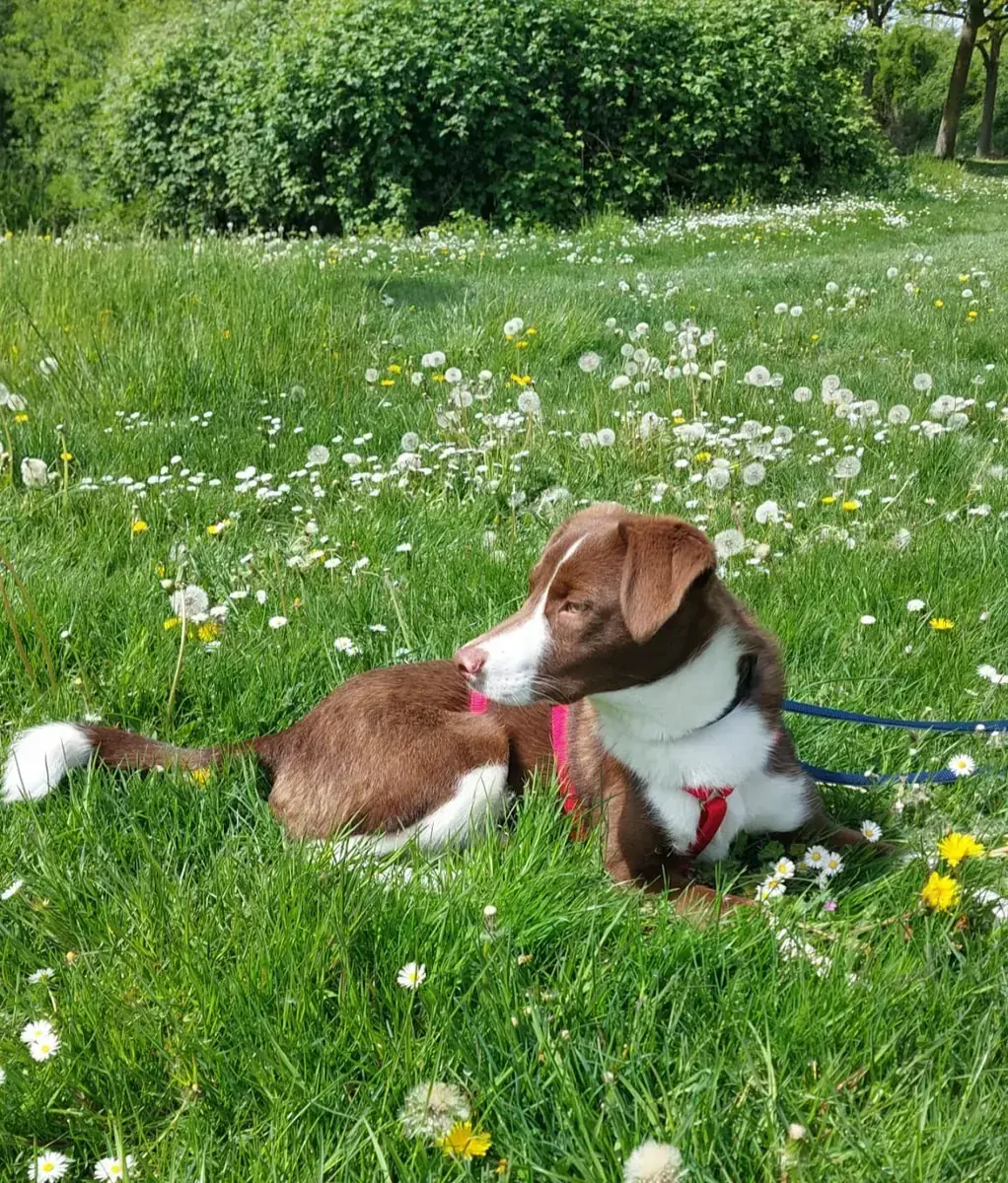 Lupo -  - Bild 4