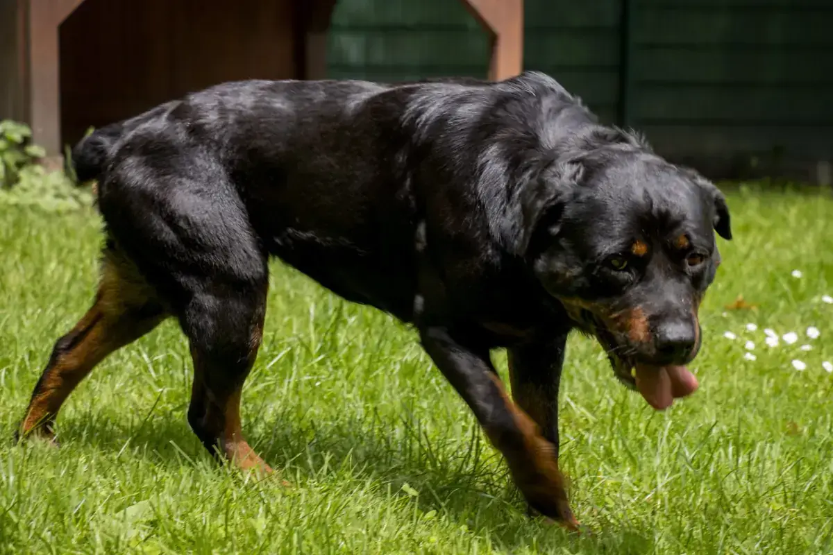 Oxana - Rottweiler - Bild 3