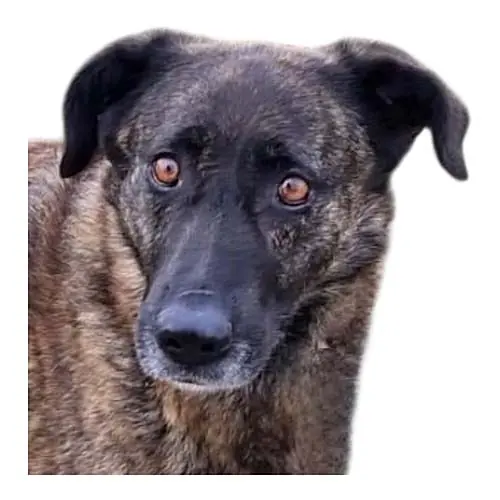 Lua -  - Bild 1