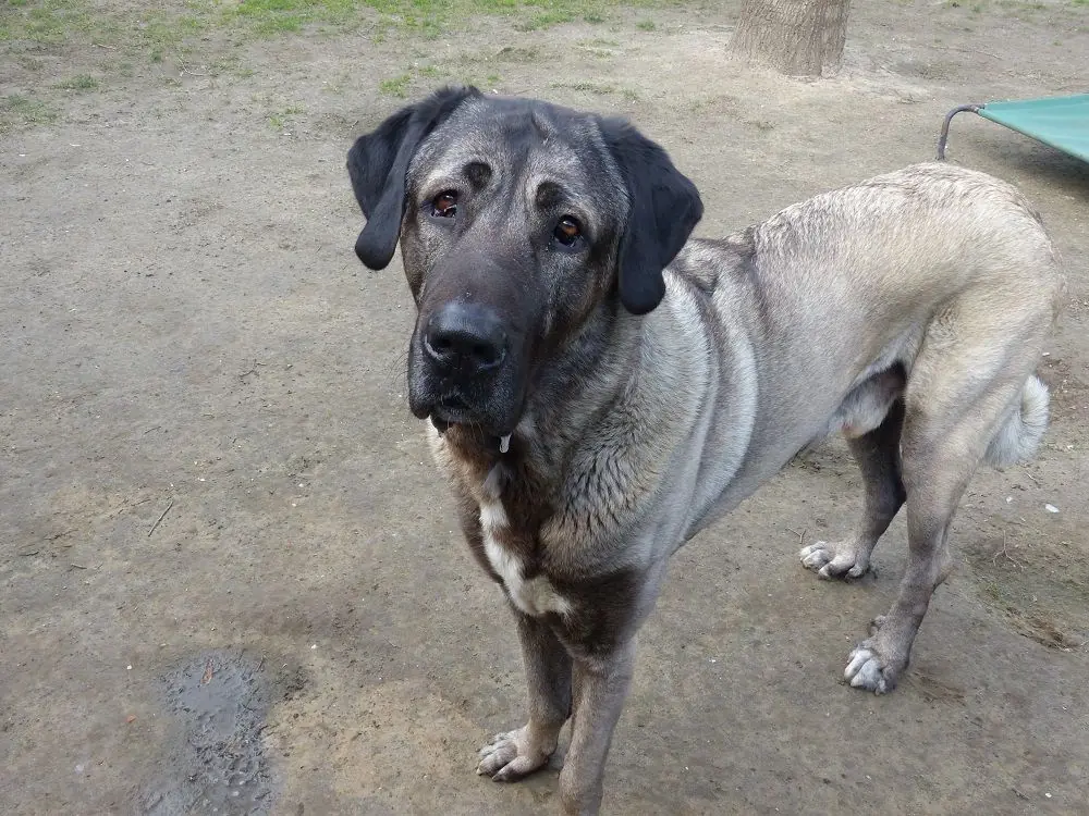 Pascha - Kangal-Hirtenhund - Bild 1