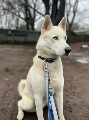 Loki – Siberian Husky – Bild 3
