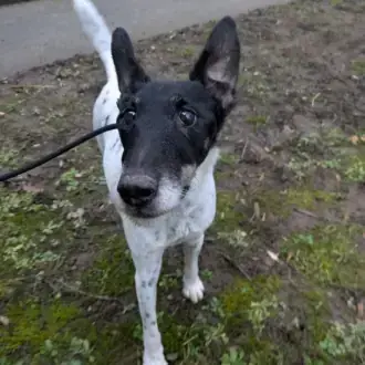 Oskar - Foxterrier Drahthaar - Bild 3
