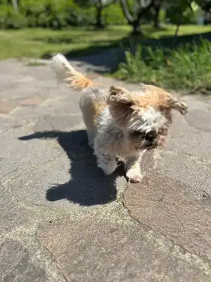 Cindy – Hund – Bild 6