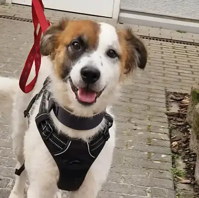 Bella – Mischling – Bild 3