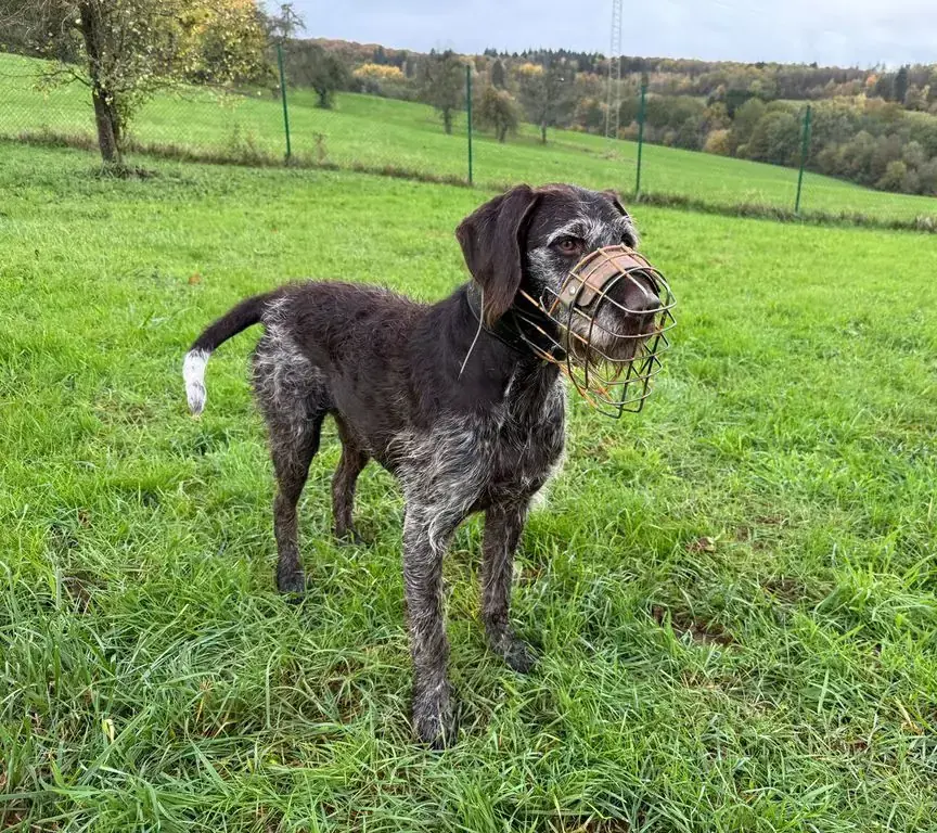 Goofy -  - Bild 10