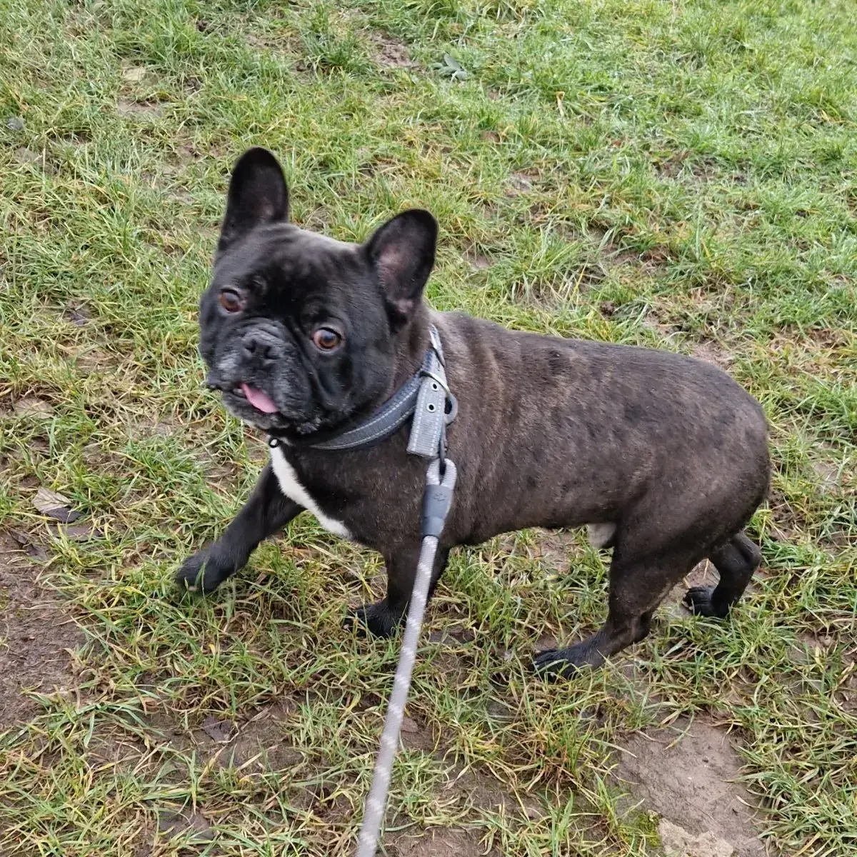Kuma und Thor - Französische Bulldogge - Bild 17