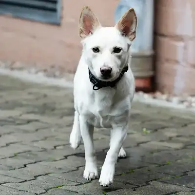 Ivy – Deutscher Schäferhund – Bild 6