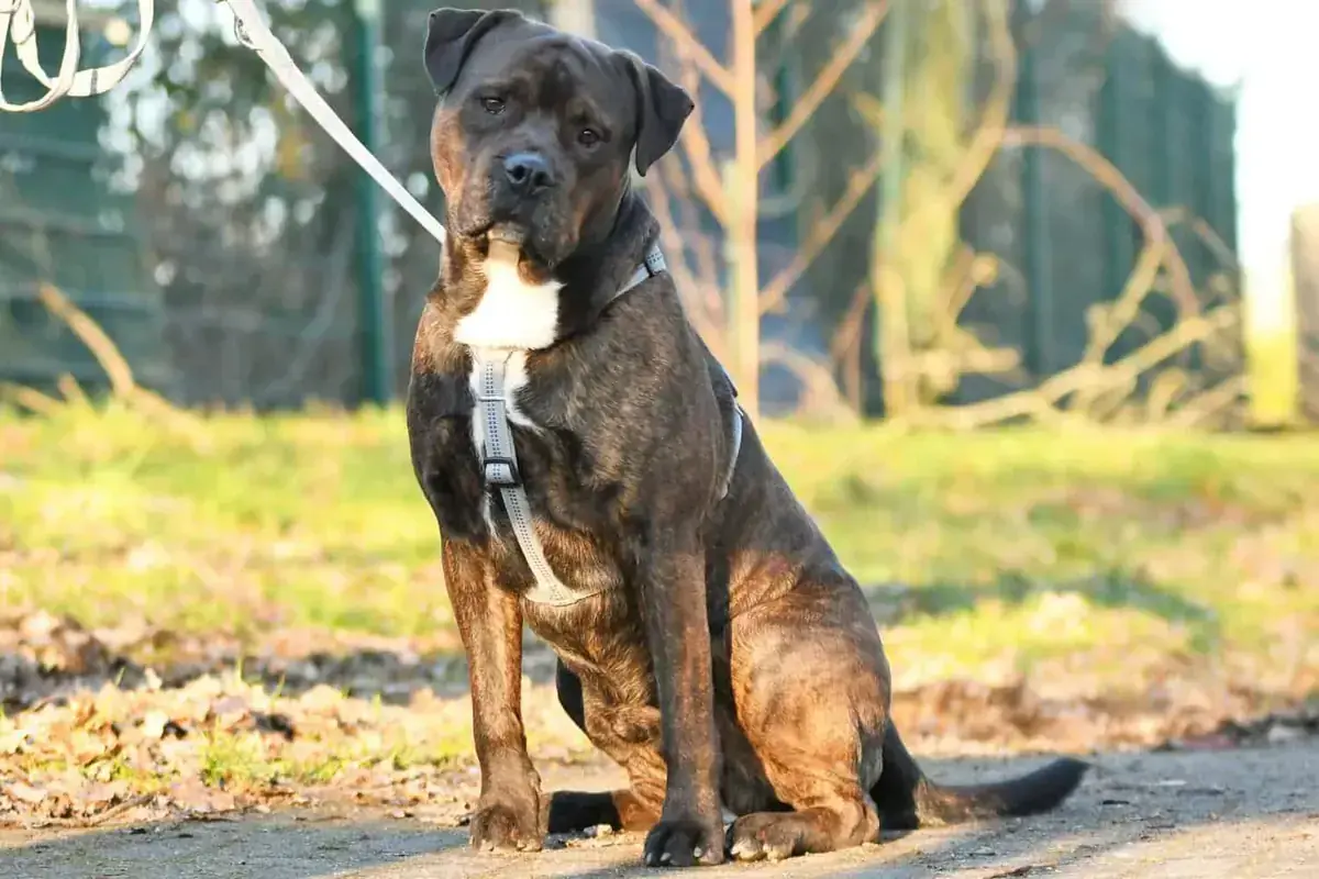 Odin -  - Bild 2