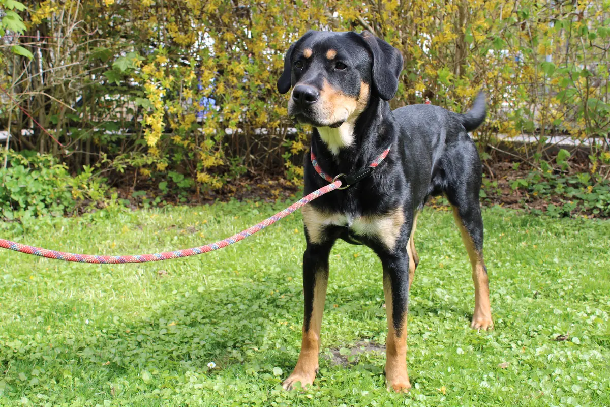 Bali - Labrador Retriever, Deutscher Schäferhund - Bild 4